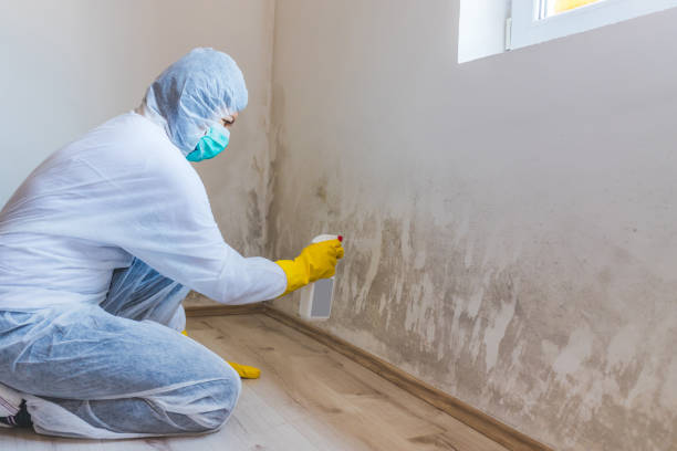 Commercial Mold Remediation assessment for commercial property in Eldorado Springs